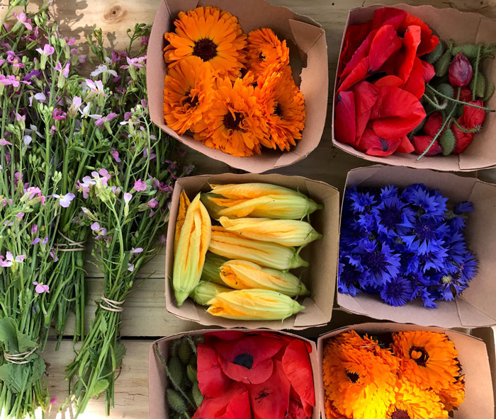 calendula-officinale-tomato