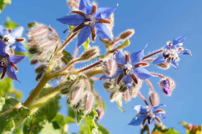 Bourache_Bleue_Officinale_2
