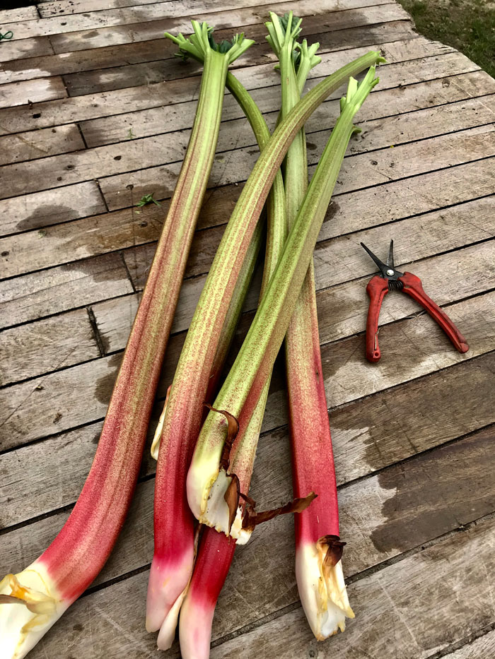 rhubarbe-goliath-tomato