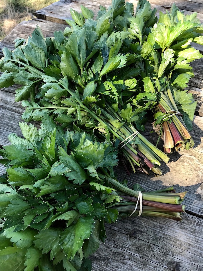 CELERI-céleri-branche-pepermint