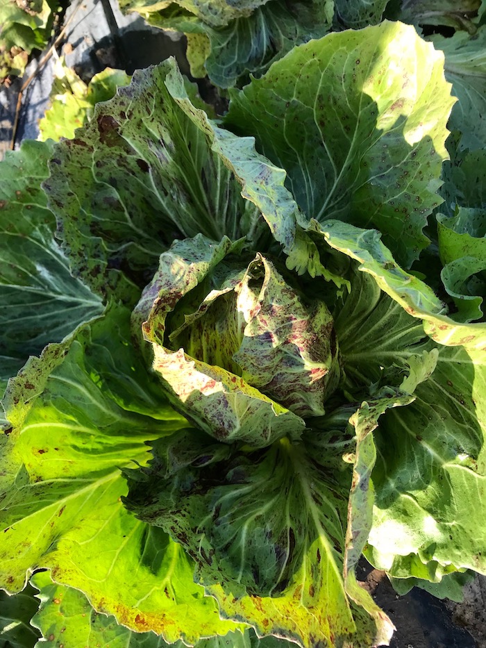 CHICORÉE-chicorée-rouge-de-vérone-PC