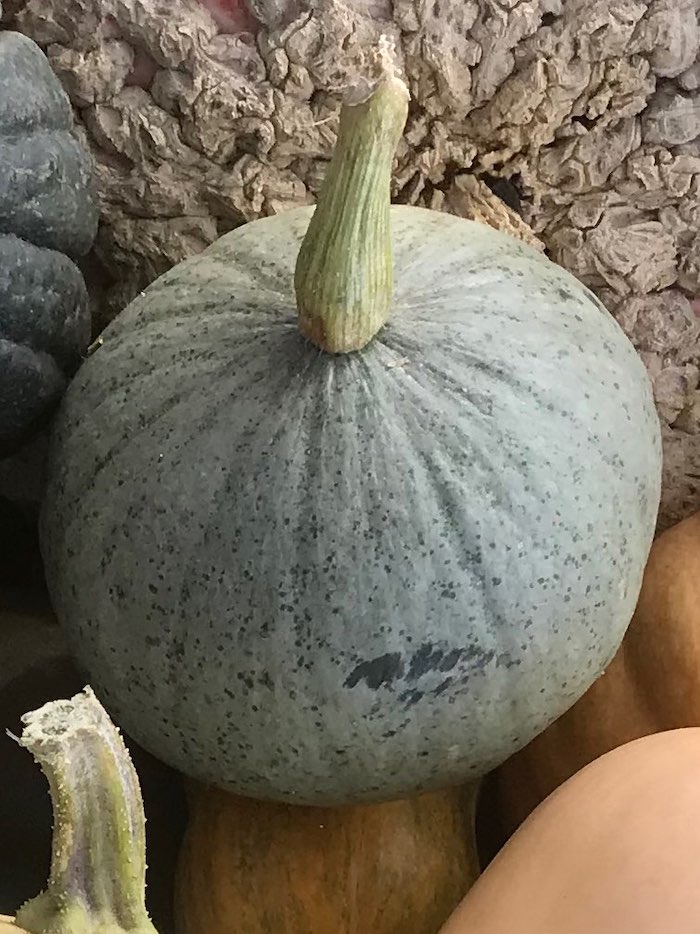 COURGE-courge-bleue-de-hongrie