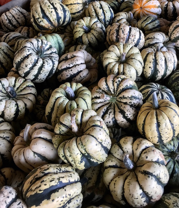 COURGE-courge-patidou