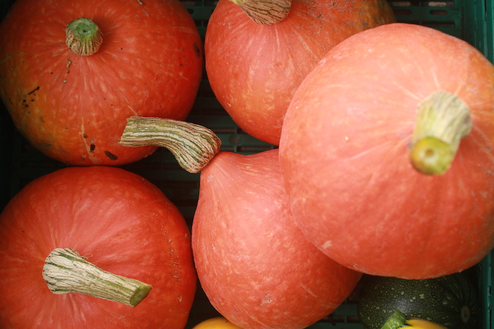 POTIMARRON-potimarron-uchiki-kuri