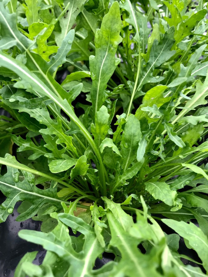 ROQUETTE-roquette-cultivée