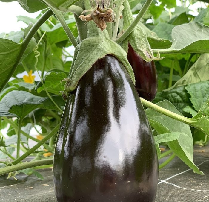 Aubergine Black Pearl