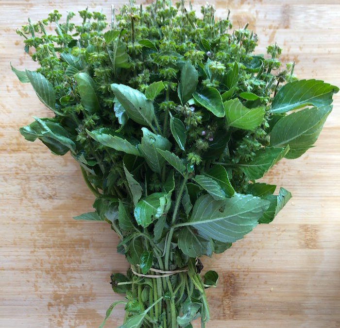 Basilic Tulsi Kapour