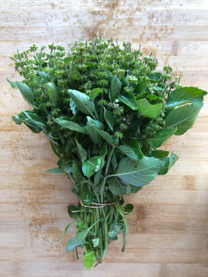 BASILIC-Basilic-Tulsi Kapour