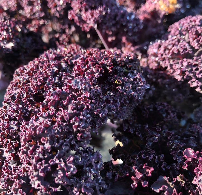 Chou Kale Violet