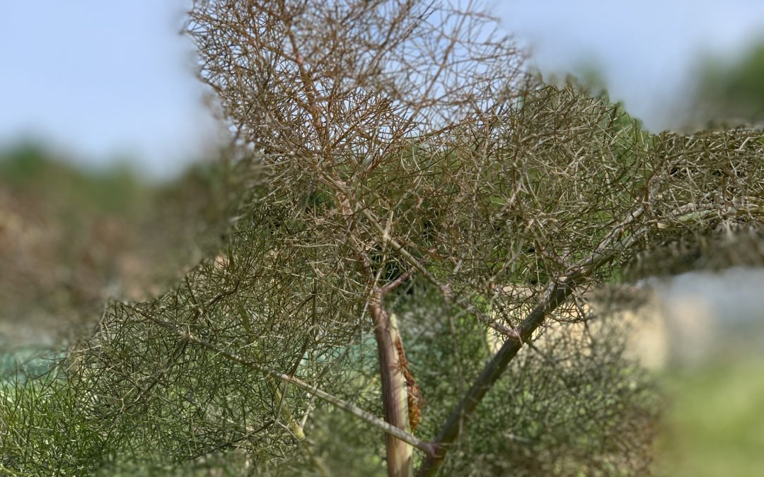 Fenouil Bronze