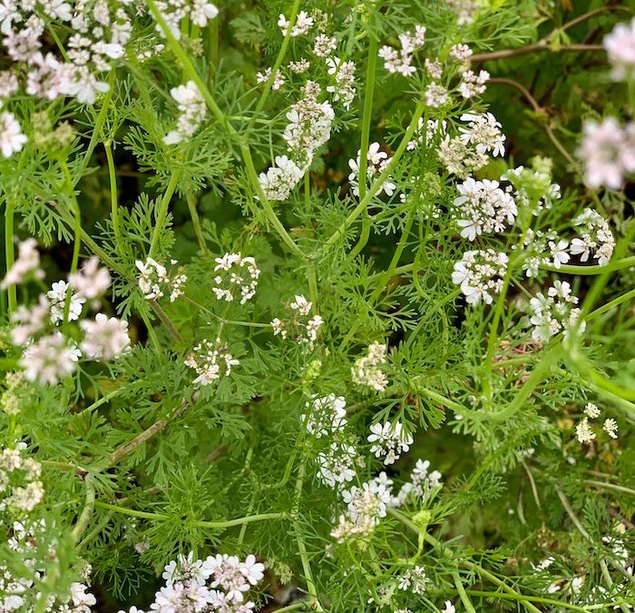 Fleur de Coriandre
