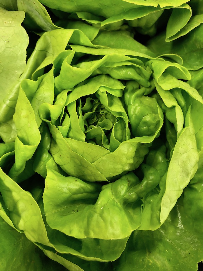 Lautue_verte