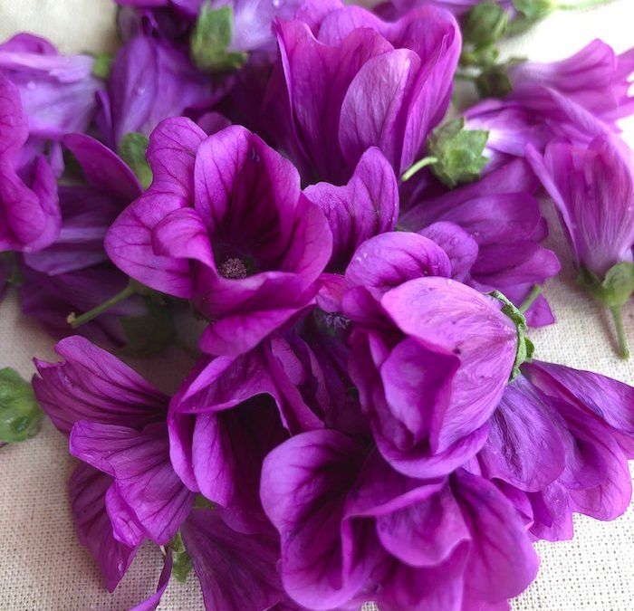 Mauve