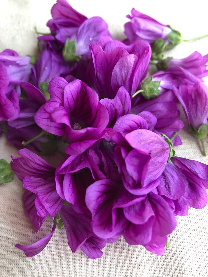 Mauve-Fleur