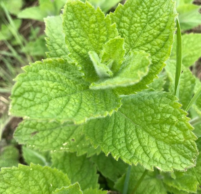 Menthe