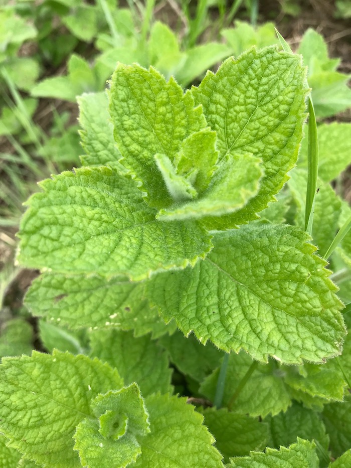 Menthe