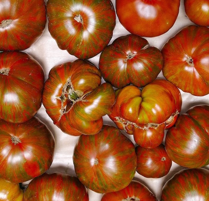Tomate Chocolate Stripes