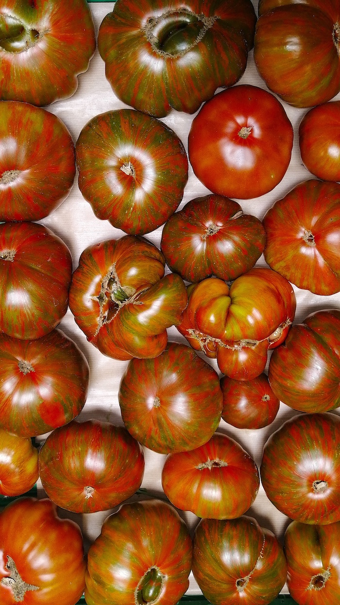TOMATE-Tomato-choloclate-stripes
