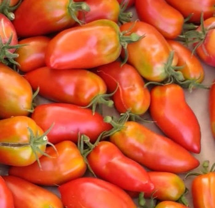 Tomate Andine Cornue