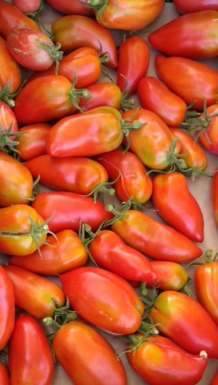 TOMATE-tomate-andine-cornue