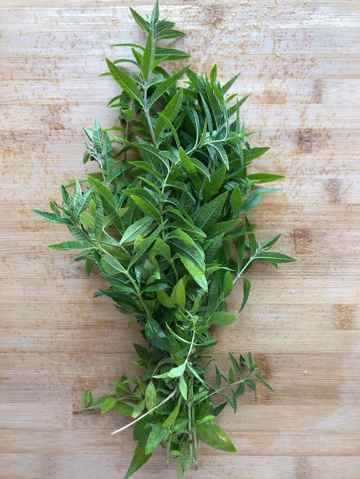 Verveine-Odorante